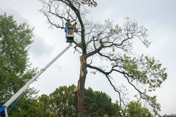 Best Tree Removal  in Oak Grove, MO